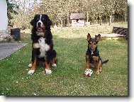 Berner Sennenhund