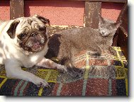 Pug
