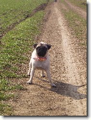 Pug