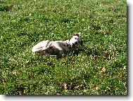 Dalmatinac, Dalmatian
