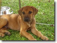 Rhodesian Ridgeback