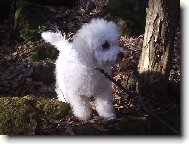Bichon á poil frisé, Bichon Frise