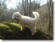Bichon á poil frisé, Bichon Frise