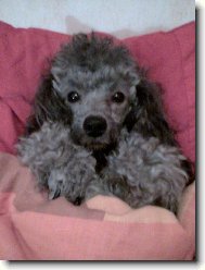 Poodle, Caniche