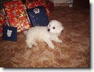 Bichon á poil frisé, Bichon Frise