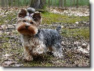 Jorkšírský terier, Yorkshire Terrier,