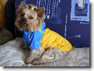 Jorkšírský terier, Yorkshire Terrier,