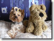 Jorkšírský terier, Yorkshire Terrier,