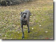 Deutsche Dogge