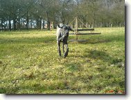 Deutsche Dogge