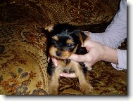 Jorkšírský terier, Yorkshire Terrier,