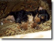 Jorkšírský terier, Yorkshire Terrier,