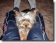 Jorkšírský terier, Yorkshire Terrier,