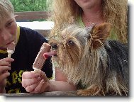 Jorkšírský terier, Yorkshire Terrier,