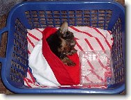 Jorkšírský terier, Yorkshire Terrier,