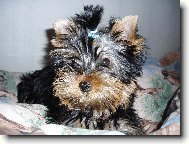 Jorkšírský terier, Yorkshire Terrier,