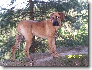 Rhodesian Ridgeback