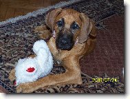 Rhodesian Ridgeback