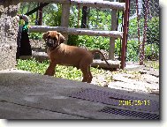Rhodesian Ridgeback