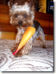 Jorkšírský terier, Yorkshire Terrier,