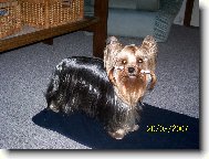 Jorkšírský terier, Yorkshire Terrier,