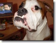 Deutscher Boxer
