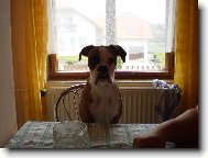 Deutscher Boxer