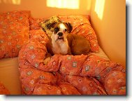 Deutscher Boxer