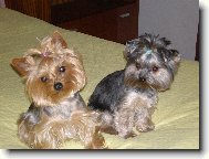 Jorkšírský terier, Yorkshire Terrier,
