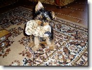 Jorkšírský terier, Yorkshire Terrier,
