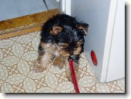 Jorkšírský terier, Yorkshire Terrier,