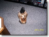 Jorkšírský terier, Yorkshire Terrier,