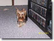 Jorkšírský terier, Yorkshire Terrier,