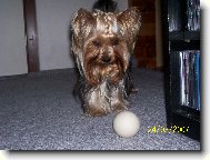 Jorkšírský terier, Yorkshire Terrier,