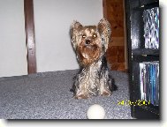 Jorkšírský terier, Yorkshire Terrier,