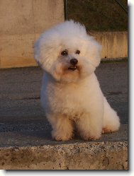 Bichon á poil frisé, Bichon Frise