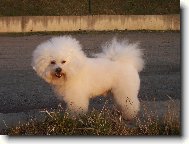 Bichon á poil frisé, Bichon Frise