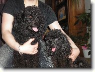 Poodle, Caniche