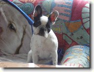 Bouledogue francais, French Bulldog