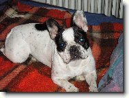 Bouledogue francais, French Bulldog