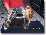 Jorkšírský terier, Yorkshire Terrier,