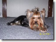 Jorkšírský terier, Yorkshire Terrier,