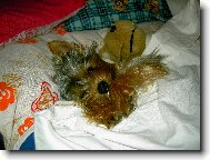 Jorkšírský terier, Yorkshire Terrier,