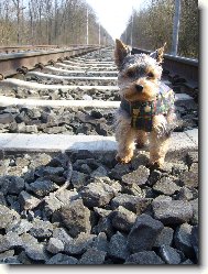Jorkšírský terier, Yorkshire Terrier,