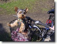 Jorkšírský terier, Yorkshire Terrier,