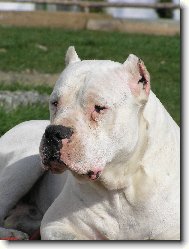Dogo Argentino