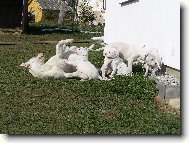 Dogo Argentino