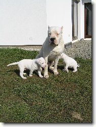 Dogo Argentino