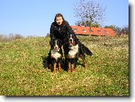 Berner Sennenhund