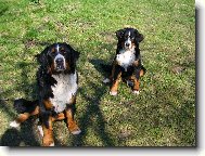 Berner Sennenhund